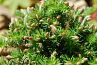 Jedle korejská 'Kristallkugel' (Abies koreana)