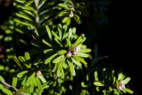 Jedle korejská 'Pinocchio' (Abies koreana)