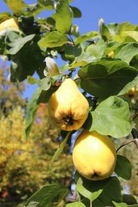 Kdouloň obecná 'Vranja' (Cydonia oblonga)