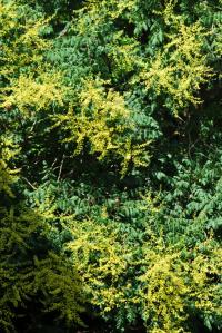 Svitel latnatý (Koelreuteria paniculata)