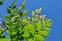 Svitel latnatý (Koelreuteria paniculata)