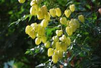 Svitel latnatý (Koelreuteria paniculata)