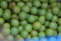 Svitel latnatý (Koelreuteria paniculata)