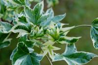 Ambroň západní 'Silver King' (Liquidambar styraciflua)
