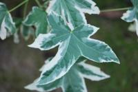 Ambroň západní 'Silver King' - list (Liquidambar styraciflua)