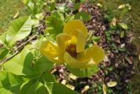 Šácholan olysalý 'Yellow River' (Magnolia denudata)