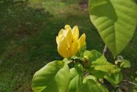 Šácholan olysalý 'Yellow River' (Magnolia denudata)