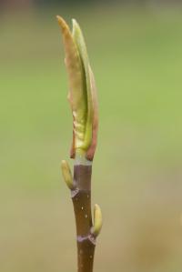 Šácholan 'Charles Coates' (Magnolia)