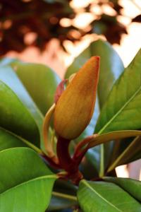 Šácholan velkokvětý 'DD Blanchard' (Magnolia grandiflora)