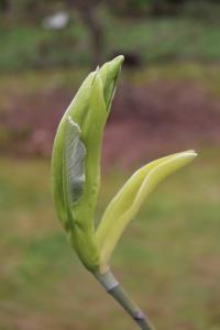 Šácholan velkolistý (Magnolia macrophylla subsp ashei)