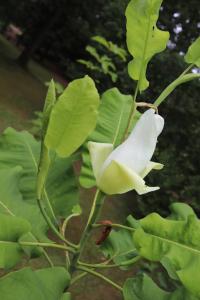 Šácholan velkolistý (Magnolia macrophylla subsp ashei)