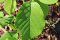 Šácholan (Magnolia wilsonii)