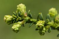 Tis červený 'Amersfoort' (Taxus baccata)