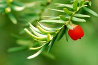 Tis červený 'Semperaurea' (Taxus baccata)