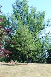 Olše lepkavá 'Laciniata' (Alnus glutinosa)