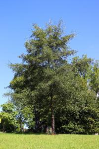 Olše lepkavá 'Laciniata' (Alnus glutinosa)