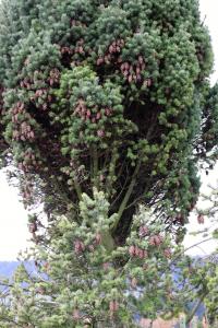 Douglaska tisolistá - strom s čarověníkem (Pseudotsuga menziesii)