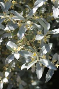 Hlošina úzkolistá 'Caspica' - listy a květy (Elaeagnus angustifolia)