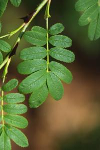 Růže omejská 'Pteracantha' (Rosa omeiensis)