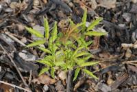 Bez červený 'Sutherland Gold' (Sambucus racemosa)