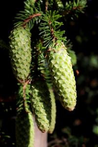 Jedle bělokorá 'Acrocona' - nezralé šišky (Abies alba)