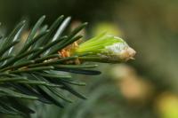 Smrk ztepilý 'Formánek' (Picea abies)