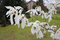 Šácholan 'Wada's Memory' (Magnolia x kewensis)