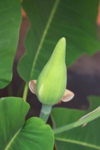 Šácholan velkolistý (Magnolia macrophylla)