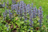 Zběhovec plazivý (Ajuga reptans)