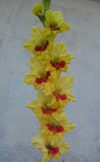 Mečík 'Ester' (Gladiolus)