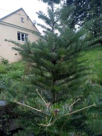 Korejská jedle - opadávání jehličí (Abies koreana)