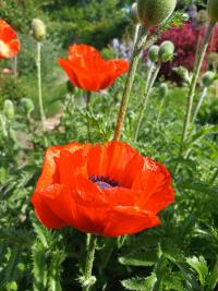 Mák vlčí (Papaver rhoeas)
