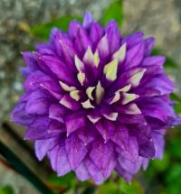 Plamének (Clematis)