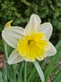 Narcis (Narcissus)