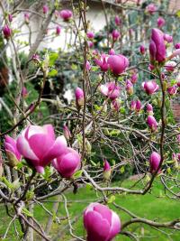 Šácholan (Magnolia)