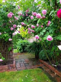 Růže 'Gertrude Jekyll' - Anglické růže (Rosa)