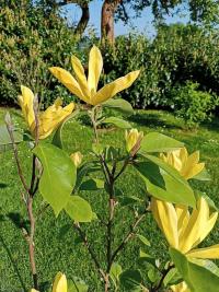 Šácholan (Magnolia)