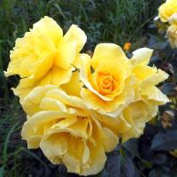 Růže 'Lichtkönigin Lucia' (Rosa)