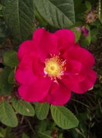 Růže galská 'Splendens' (Rosa gallica)