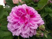 Růže 'Enfant de France' (Rosa)