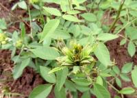 Růže čínská 'Viridiflora' (Rosa chinensis)