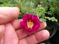 Růže bedrníkolistá 'William III' (Rosa spinosissima)