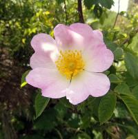 Růže šípková (Rosa canina)