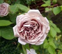 Růže 'Aschermittwoch' (Rosa)