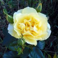 Růže 'Goldregen' (Rosa)