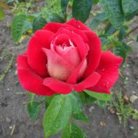 Růže 'Kronenbourg' - Velkokvěté růže (Rosa)