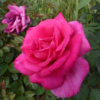Růže 'Parole' - Velkokvěté růže (Rosa)