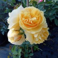 Růže 'Graham Tomas' - Anglické růže (Rosa)