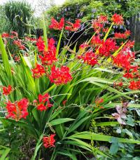 Montbrécie (Crocosmia)