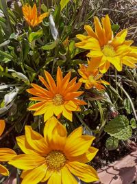 Gazánie zářivá (Gazania rigens)